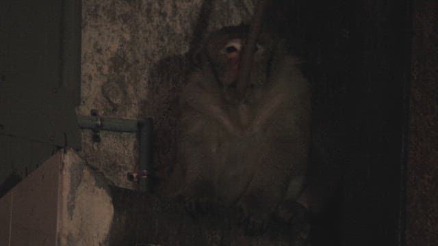 Monkey Sitting on the Street Alone at Night