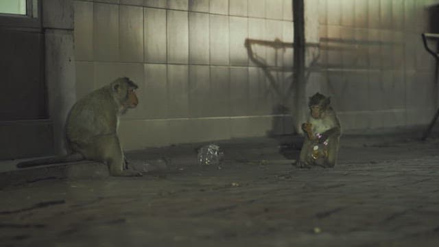Two monkeys scavenging for food at night in the city