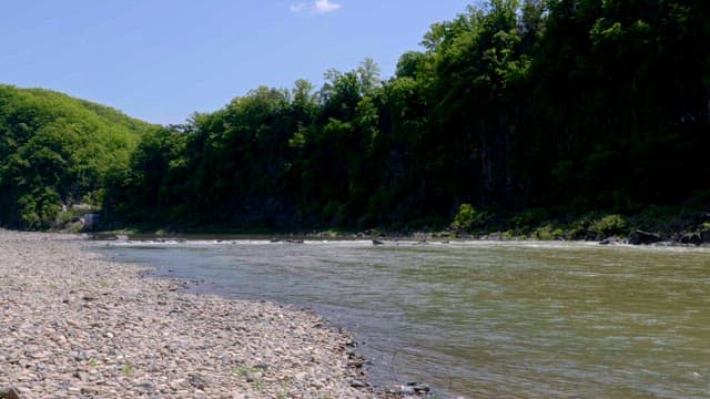 River flowing through a forest