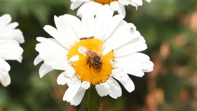 Bee collecting pollen from a white daisy
