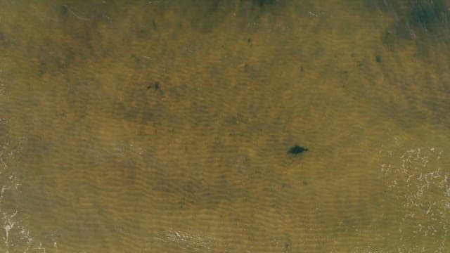 Serene Beach Shoreline from Above