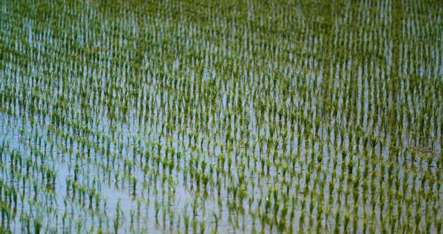 Scenery of Rice Felds where Rice Planting Took Place