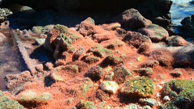 Small red crabs moving on the rock surface