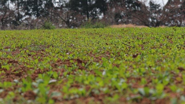 Field of young green plants growing