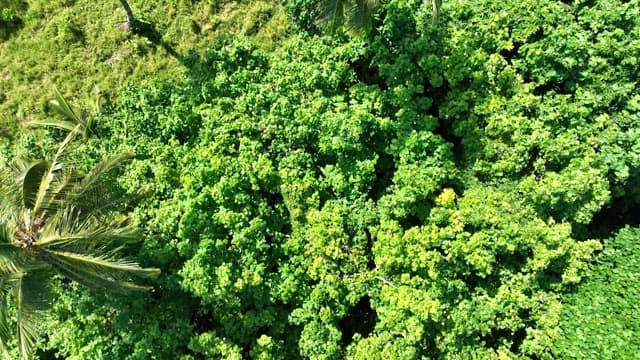 Vast and green rainforest with palm trees