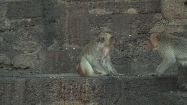 Monkeys Playing on a Stone Structure in Ancient Temple