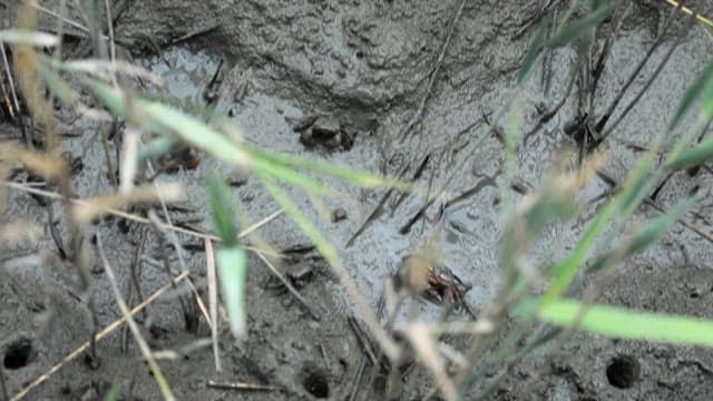 Crabs Crawling on the Mud of Rice Fields