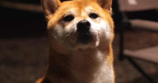 Shiba Inu Resting on a Camping Chair