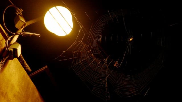Spider weaving a web under a streetlight