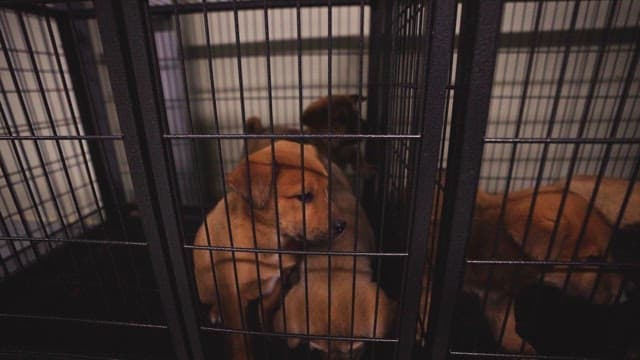 Dogs in Cages Awaiting Adoption