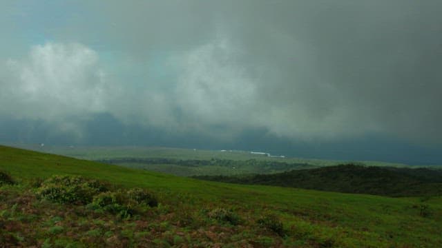 Green Meadow on a Cloudy Day