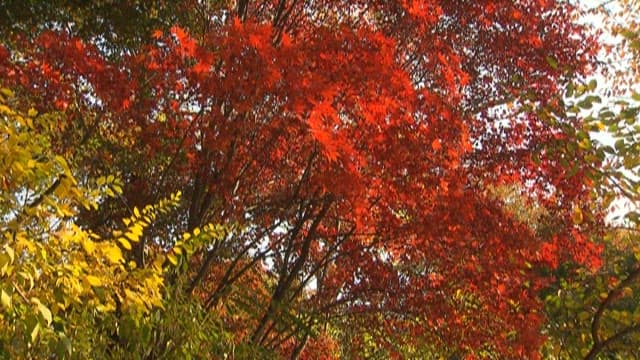 Vibrant Autumn Leaves in the Forest