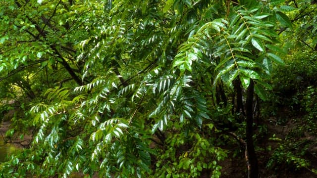 Green leaves in the rain-soaked forest