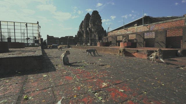 Monkeys Gathering Around Historical Ruins under Clear Sky