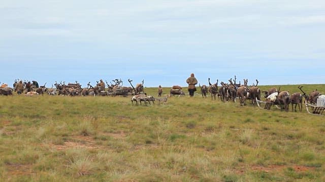 Tundra Traditional Nomad Camp and Reindeer Herd
