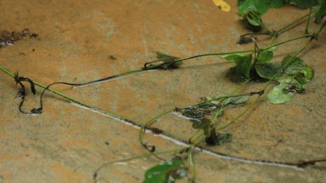 Wet green leaves on the ground on a rainy day