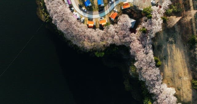 Scenic camping site by a calm lake with blooming cherry blossoms