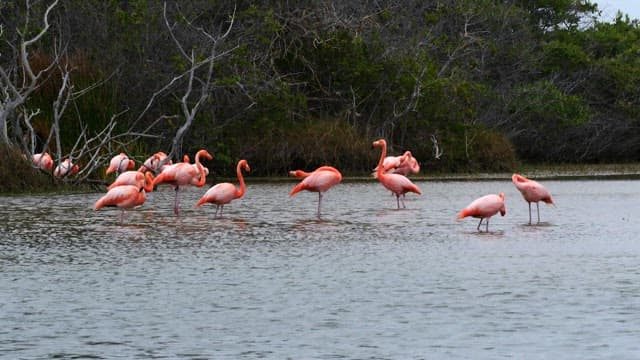 Flamingos Wading in a Serene Lake