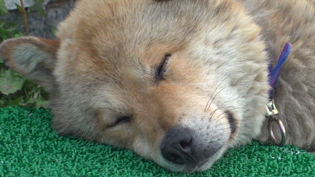 Sleeping dog on green artificial lawn in daylight