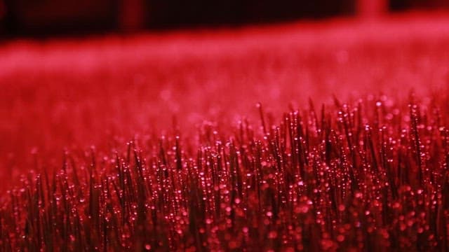 Fresh barley sprouts with water droplets