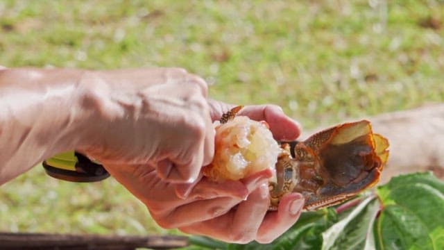 Peeling fresh crayfish meat outdoors