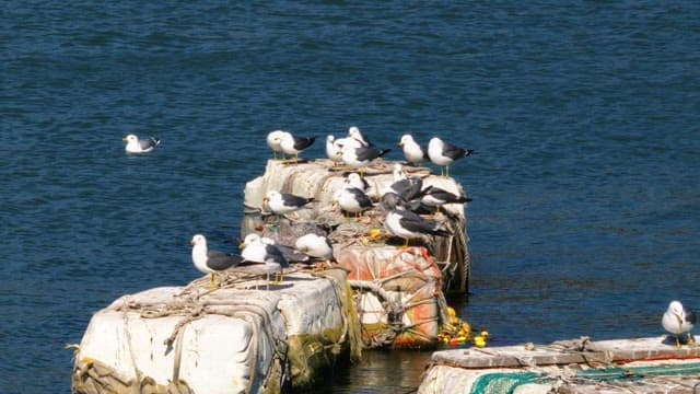 Birds perched on floating buoys in the water