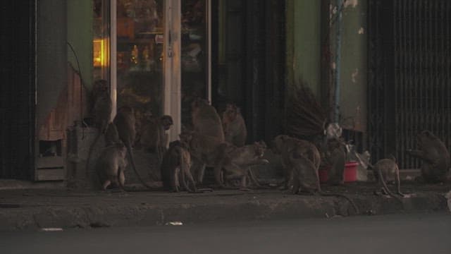 Monkeys Sitting on the Street at Evening