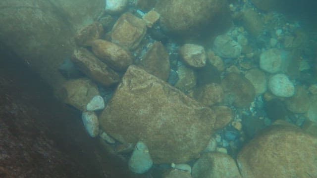 Small fish swimming in the water