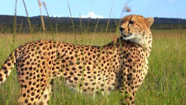 Cheetah roaming through the savanna grassland