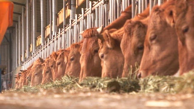 Cows eating hay in a barn