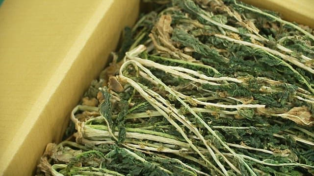 Dried radish greens neatly packed in boxes for sale