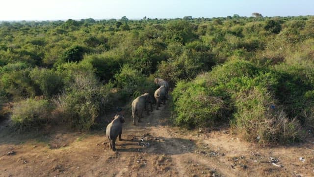 Large herd of elephants migrating in the verdant savannah