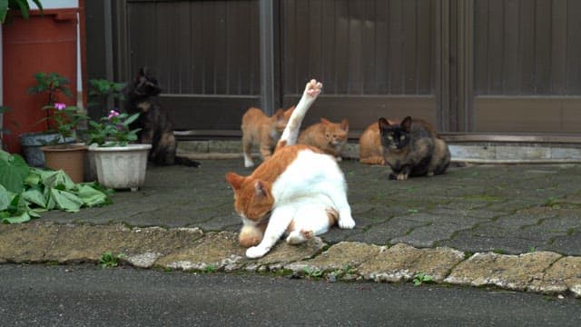 Group of cats resting in front of an iron door