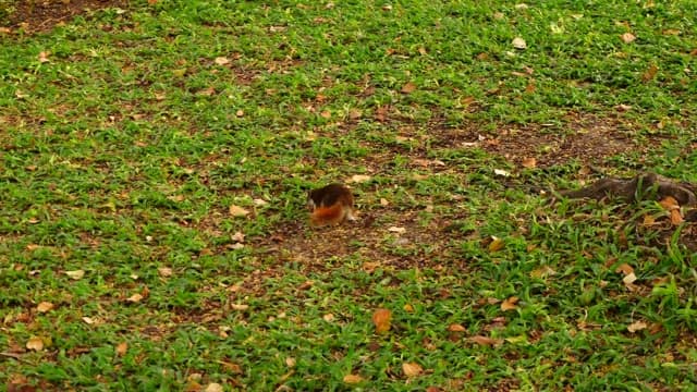 A squirrel foraging on a grass field in the park.