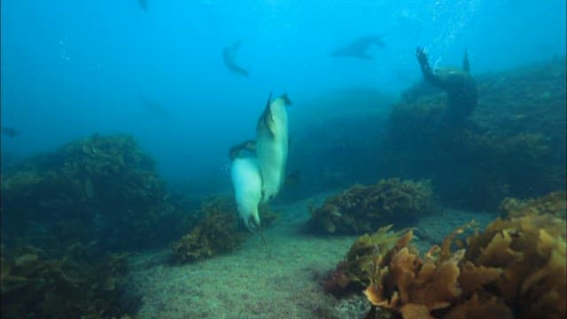 Playful Seal Life Underwater