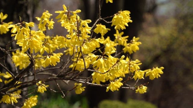 Yellow forsythia blooming on a sunny spring day