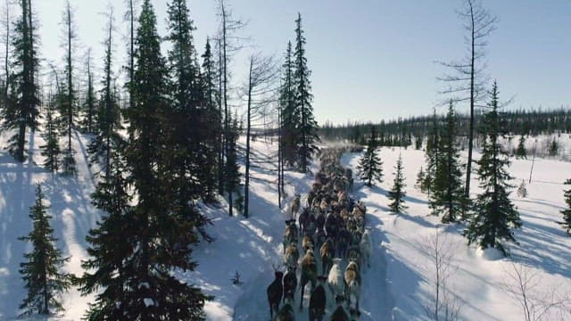 Herd of Reindeer Migrating Through Snowy Landscape