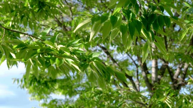 Green leaves on a tree branch in sunlight