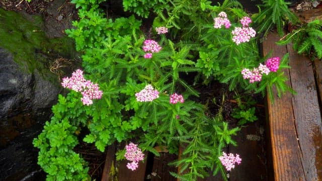 Pink flower blooming among green leaves