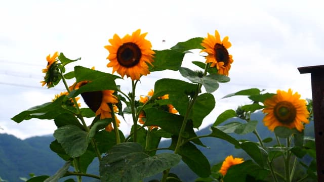 Bright sunflower field buzzing with bees