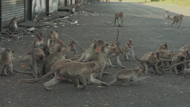 Monkeys Fighting Violently on the Street