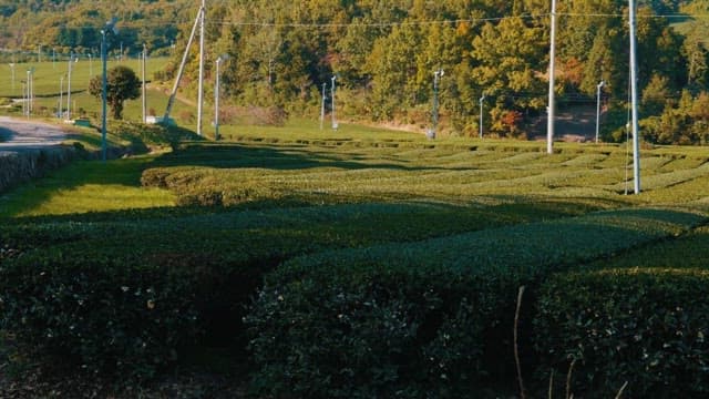 Green Tea Field Scenery with Sunlight