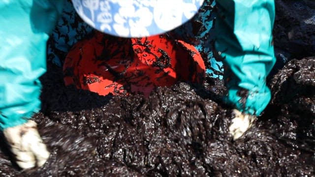 Person handling laver with gloves