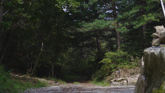 Serene Forest Path with Rocky Entrance