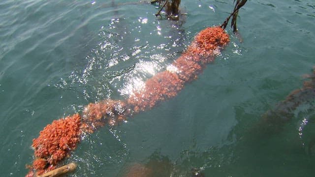 Sea squirt farm in the sea