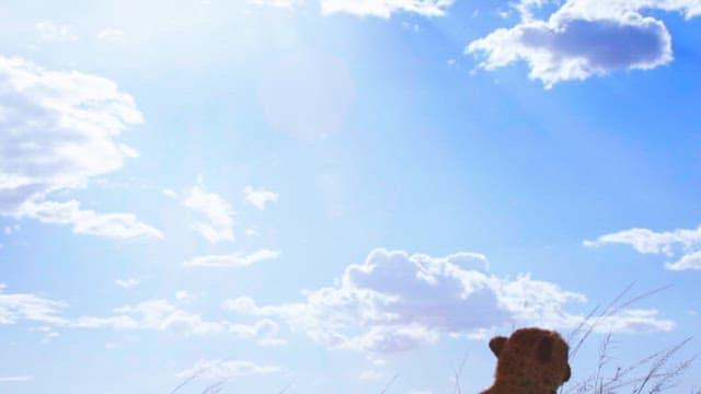 Cheetahs Resting and Exploring in the Grasslands