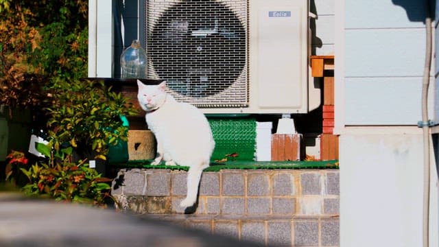 Cat Enjoying Sunlight Next to an Air Conditioning Unit