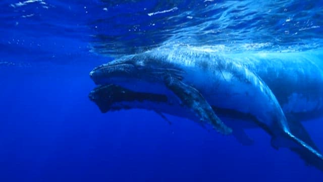 Humpback Whale Mother and Calf Swimming