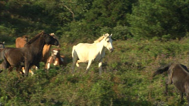 Horses Running Through a Green Meadow