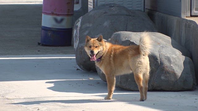 Brown dog wandering the streets in broad daylight